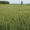 Управление сельского хозяйства и продовольствия администрации Вачского муниципального округа Нижегородской области